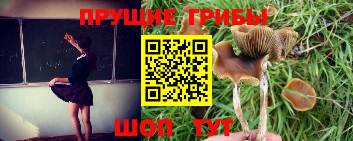 Ростов-на-Дону  Псилоцибиновые грибы Psilocybe  Вход с VPN  Псилоцибиновые грибы Psilocybe 